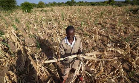 Zimbabwe’s Growth Forecast Dims Amid Devastating Drought Impact on Crop Yields