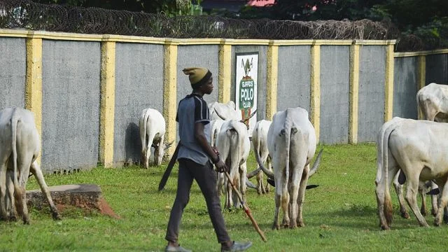 Banki Livestock Market Reopens After Boko Haram Destruction